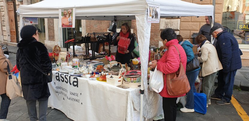 Volontari preparano cucce e cibo per cani randagi a Siena in inverno