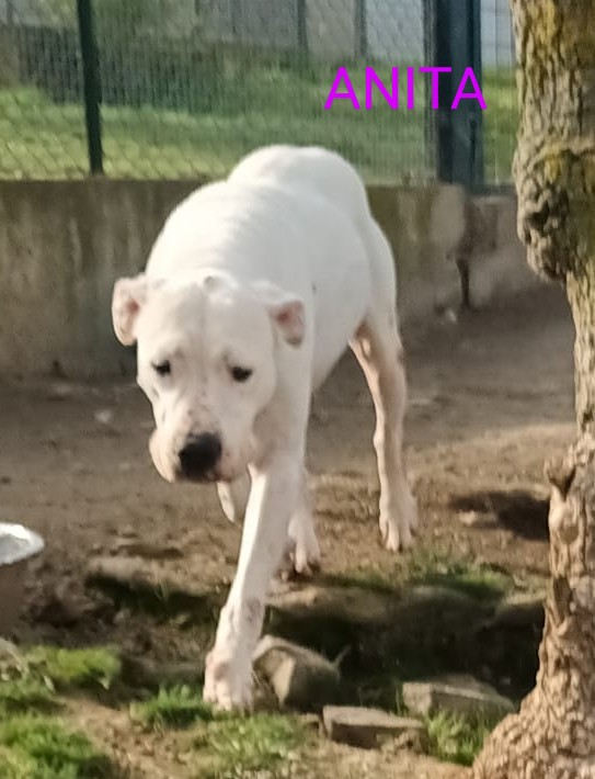 Cane anziano riposa su una coperta