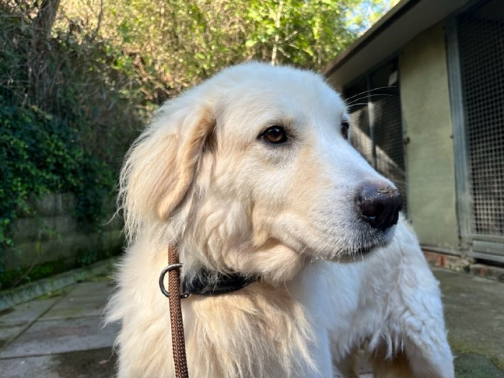 Cane anziano riposa su una coperta