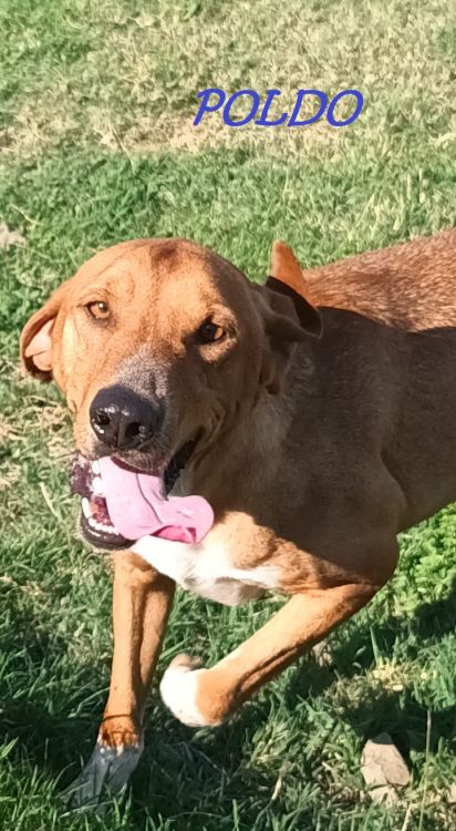Cane anziano riposa su una coperta