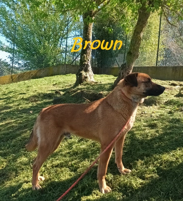 Cane anziano riposa su una coperta