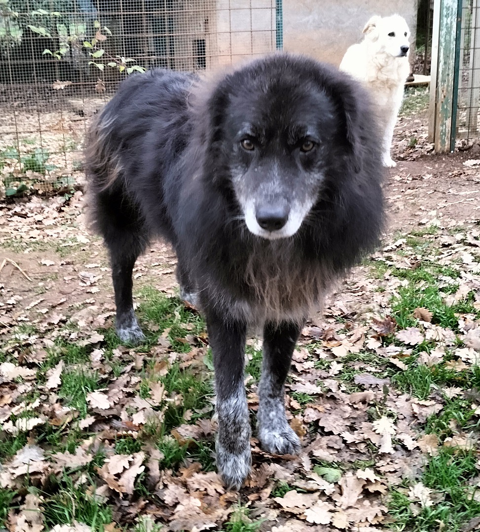 Cane anziano riposa su una coperta