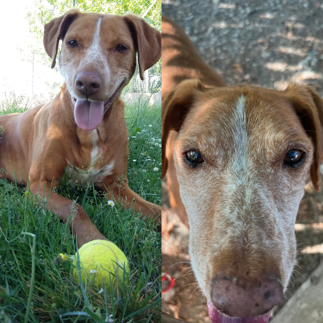 Cane anziano riposa su una coperta