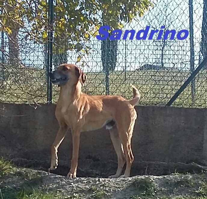Cane anziano riposa su una coperta