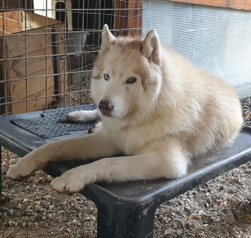 Volontario che accarezza un cane anziano