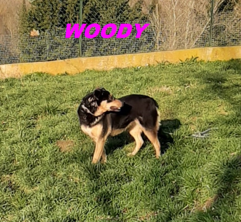 Cane anziano riposa su una coperta