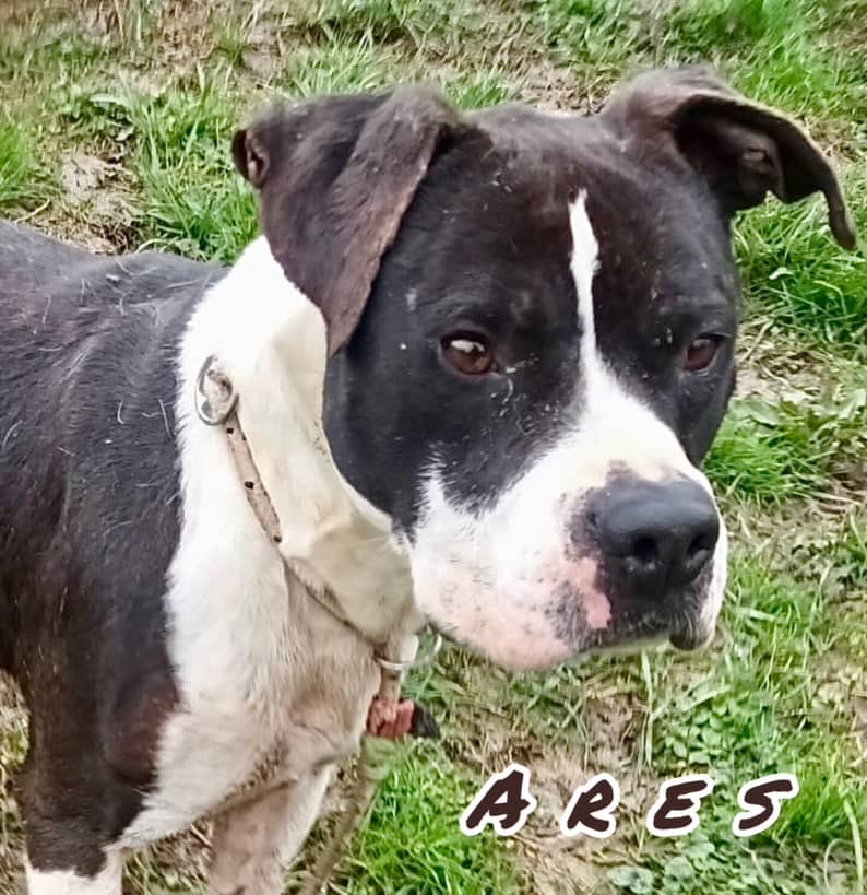 Cane anziano riposa su una coperta