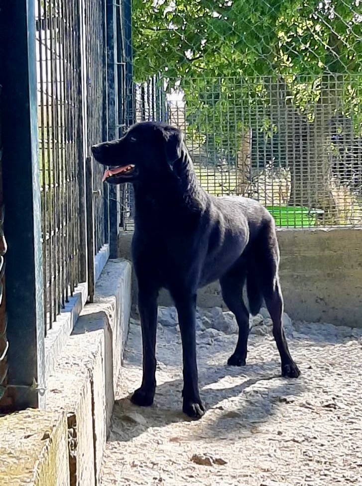 Cane anziano riposa su una coperta
