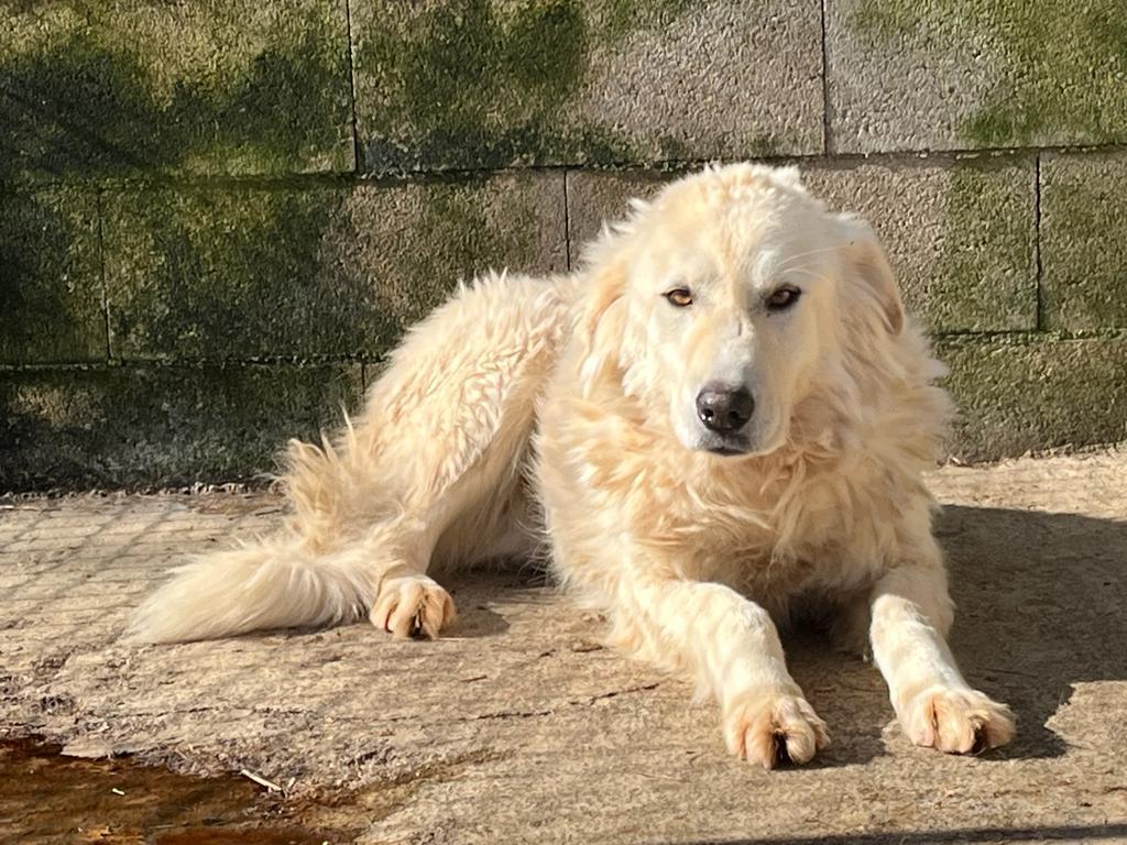 Cane anziano riposa su una coperta