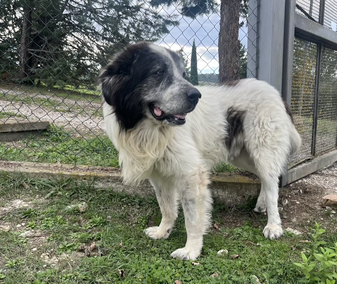 Cane anziano riposa su una coperta