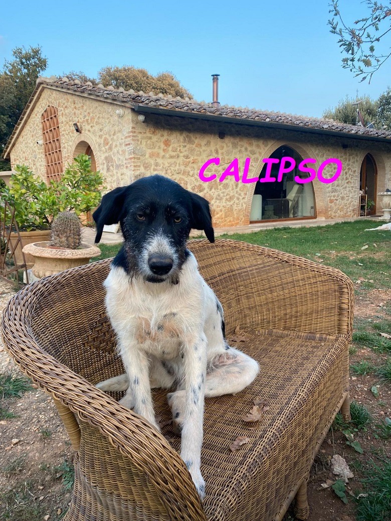 Cucciola che cerca coccole