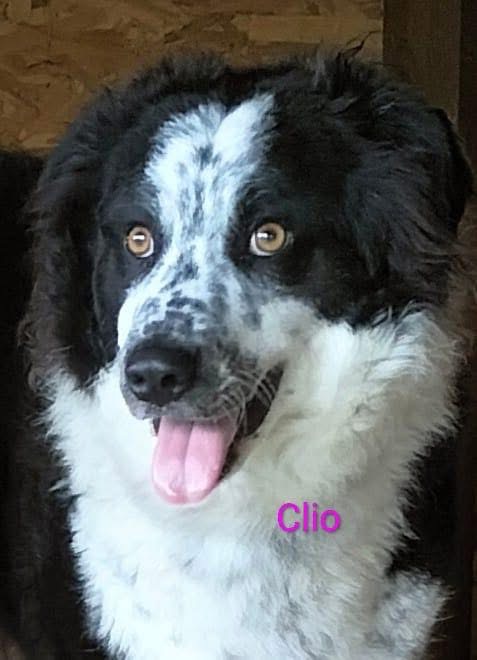 Cucciola che cerca coccole