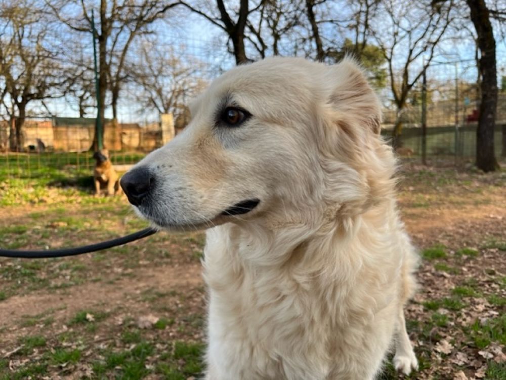 Cane anziano riposa su una coperta