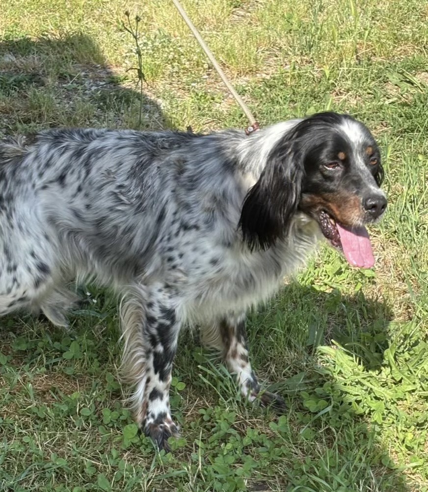 Volontario che accarezza un cane anziano