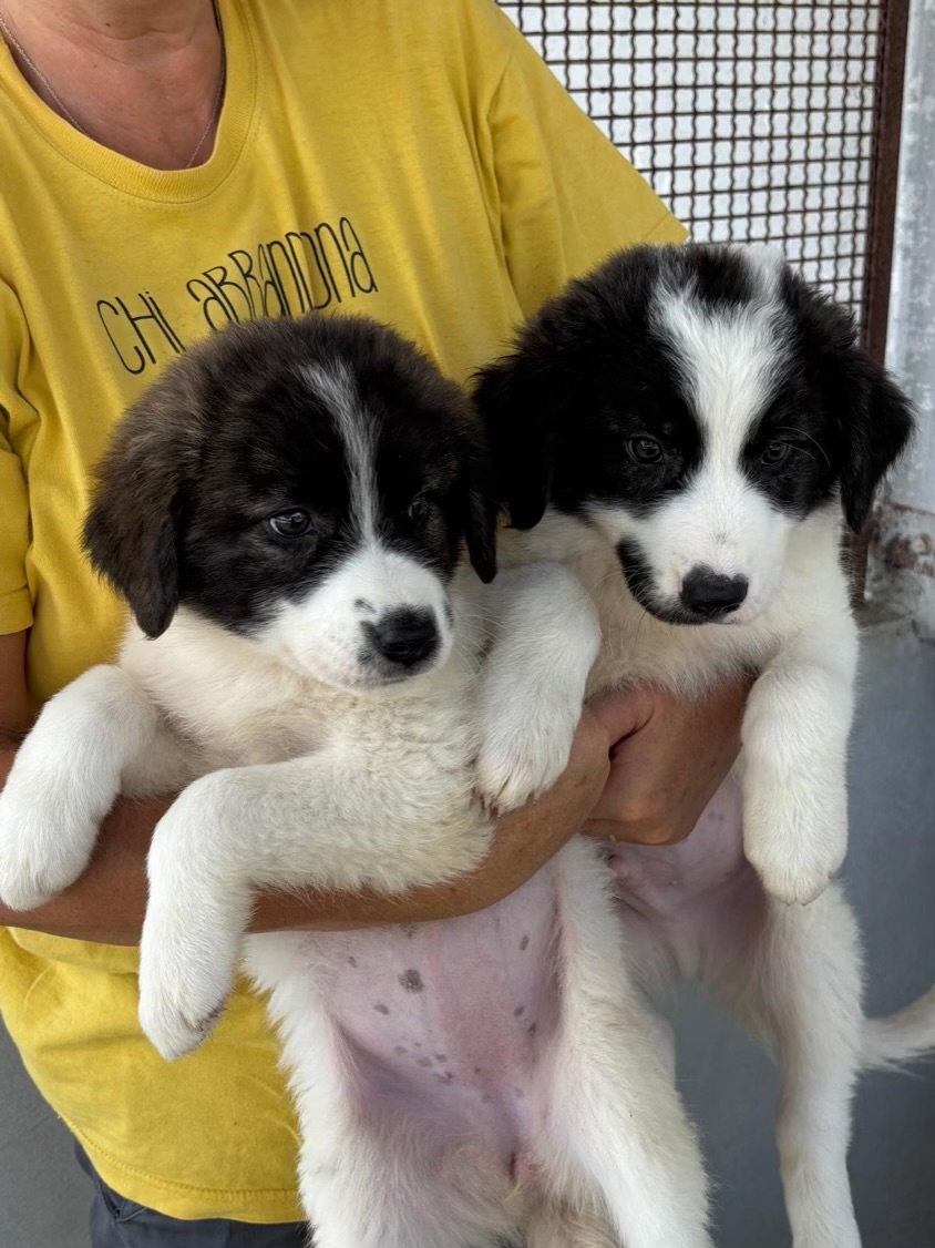 Cane in rifugio in attesa di adozione