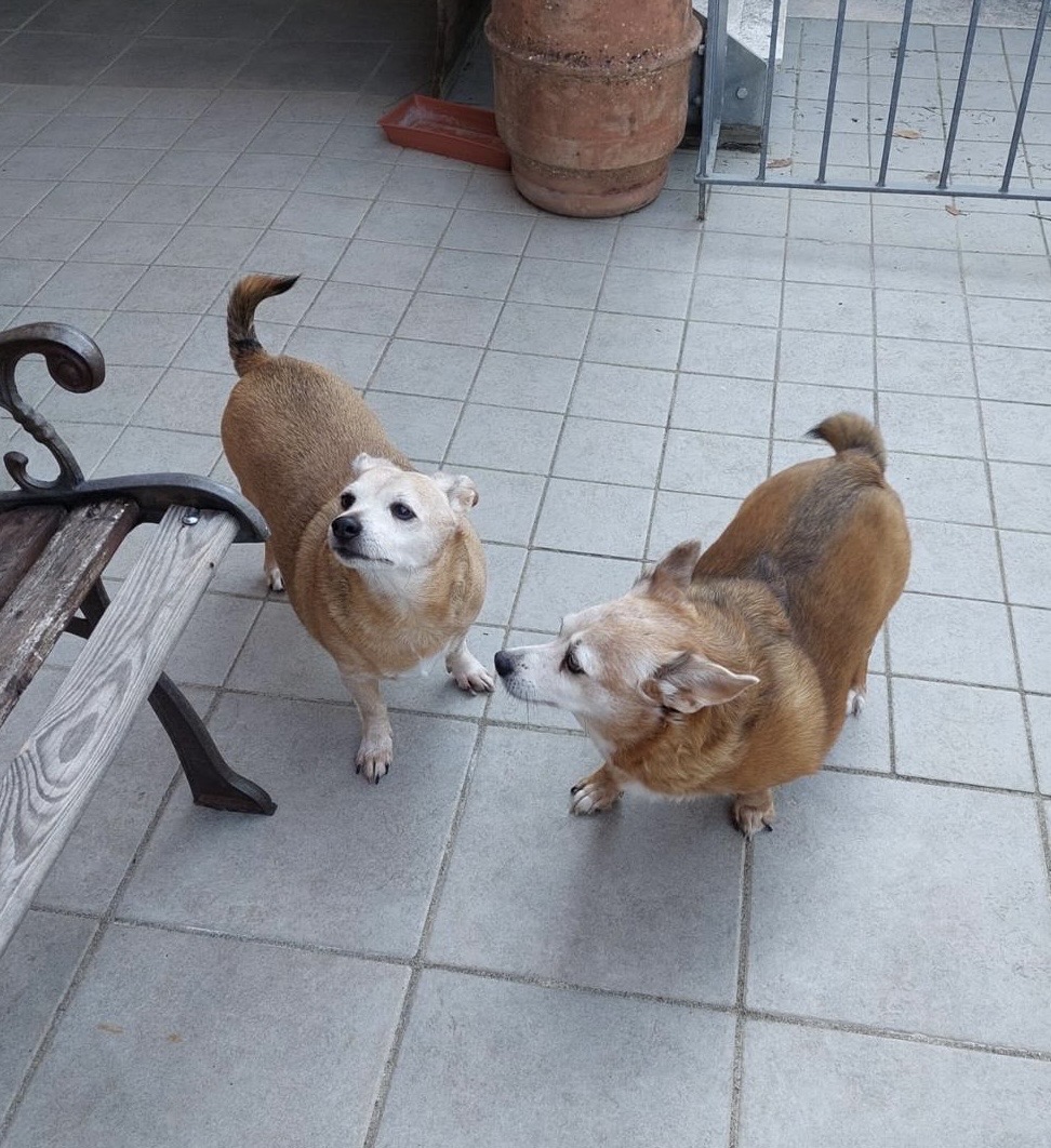 Cucciola che cerca coccole