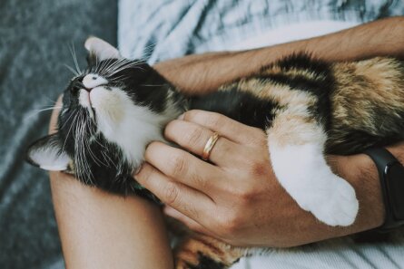 Volontaria che accudisce un gatto in stallo casalingo