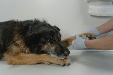 Persona che chiama i soccorsi per aiutare un animale ferito